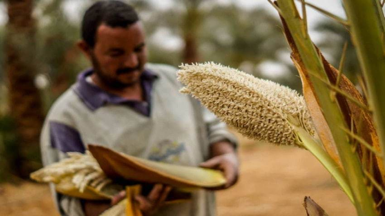 برگزاری جشنواره عرق گیری طارونه
