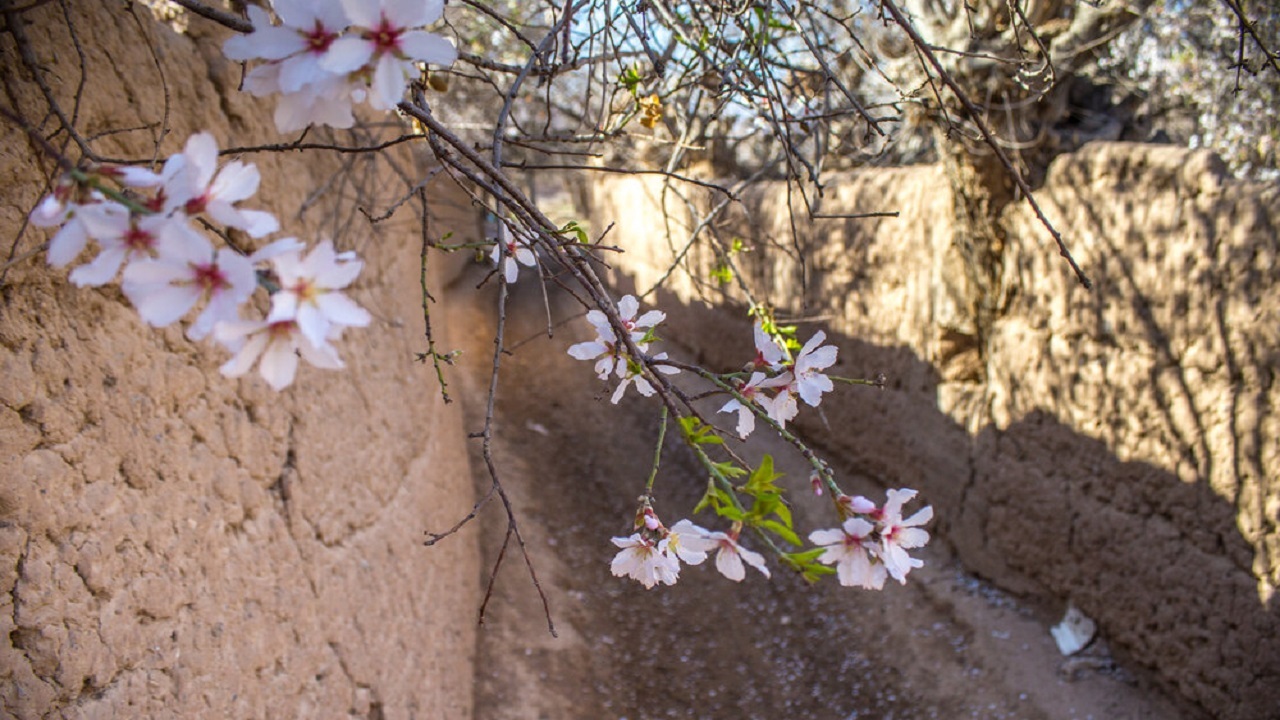 تصاویری از جلوه گری شکوفه‌های درختان در روستای کولج