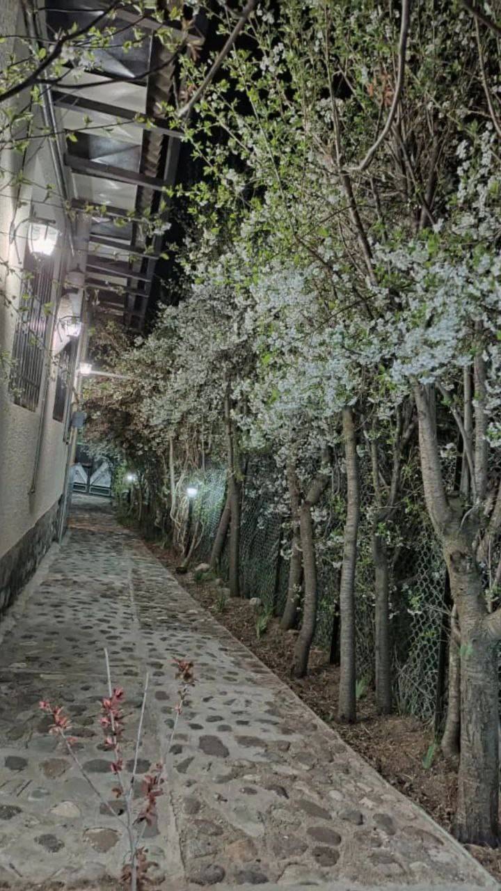 درختان بهاری