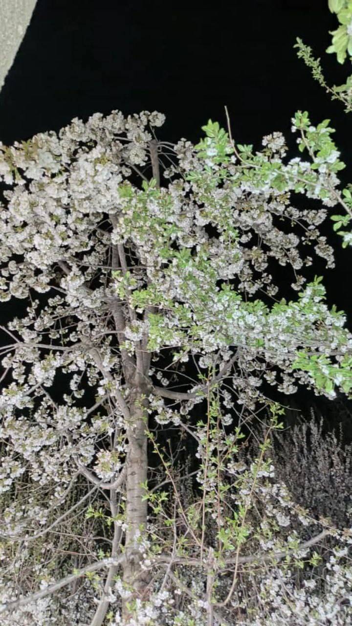 شکوفه های بهاری