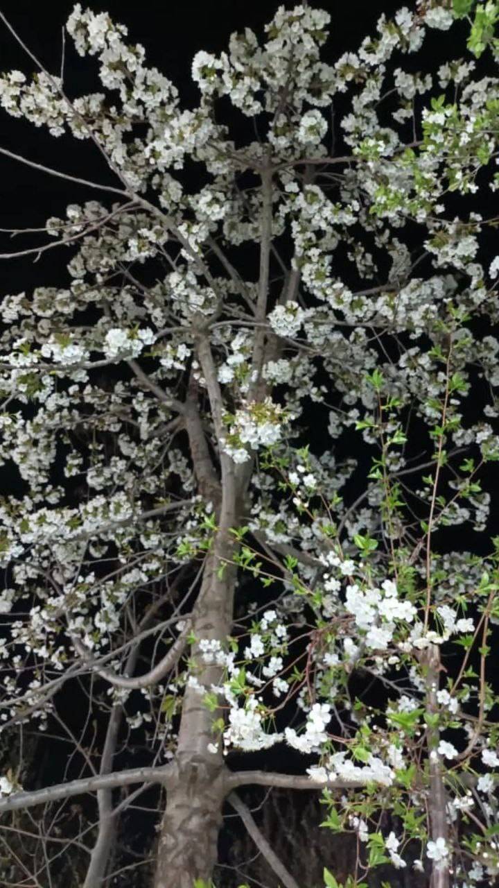 شکوفه های درختان
