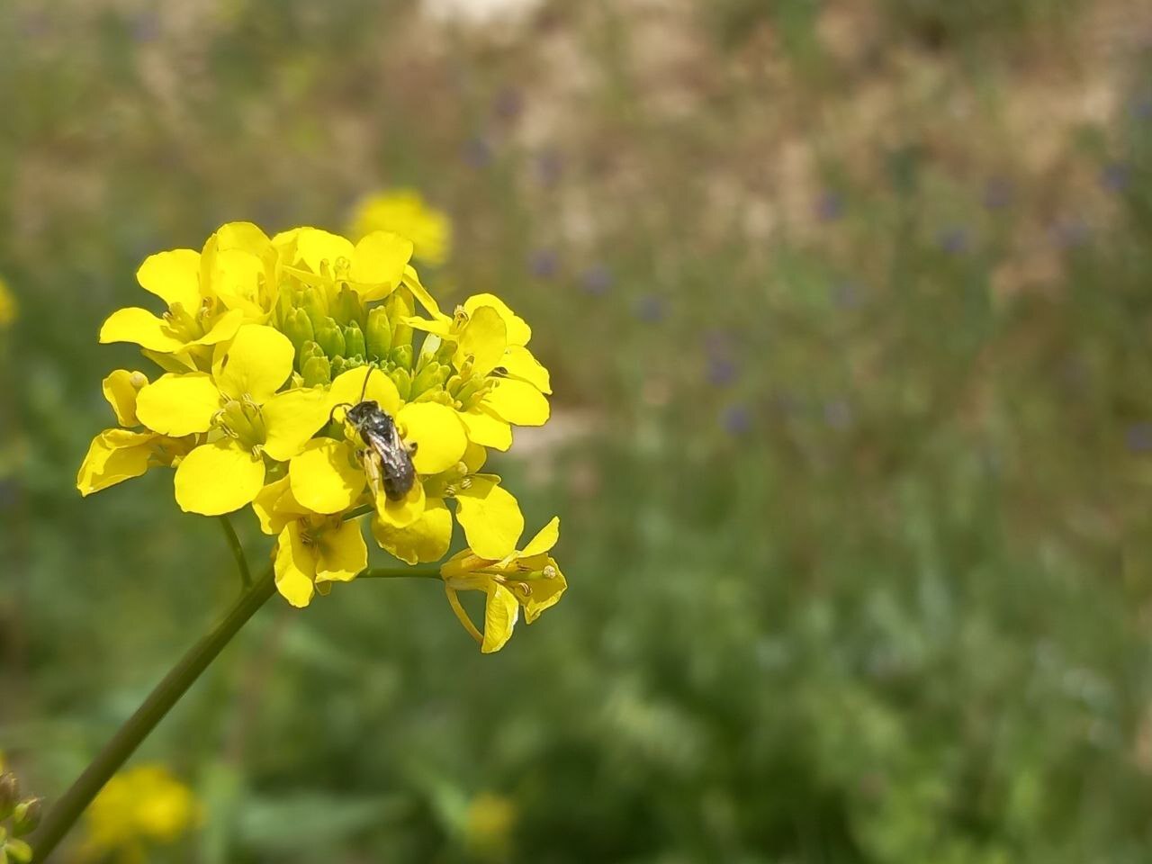 شکوفه گل زرد