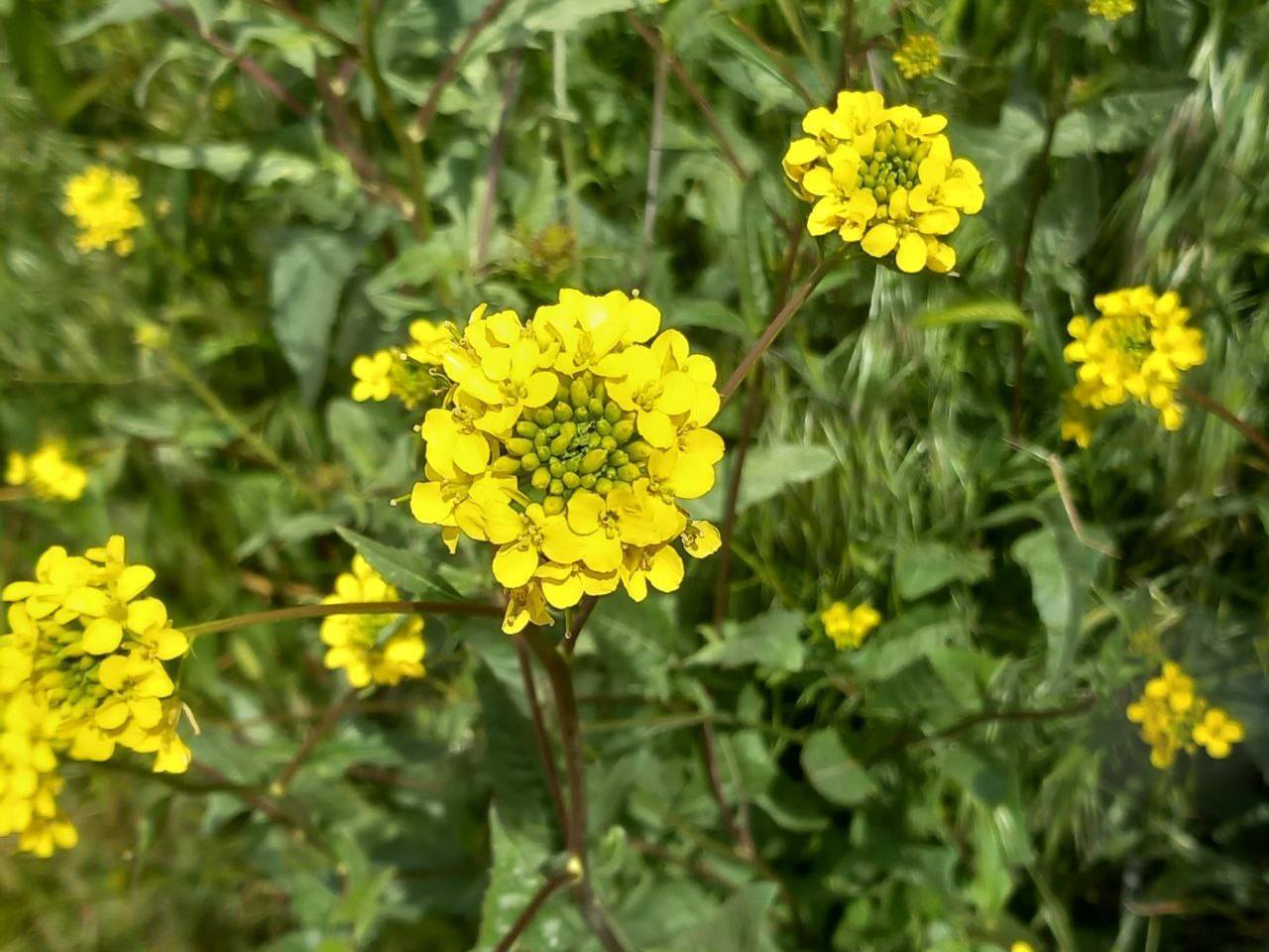 گل خاکشیر