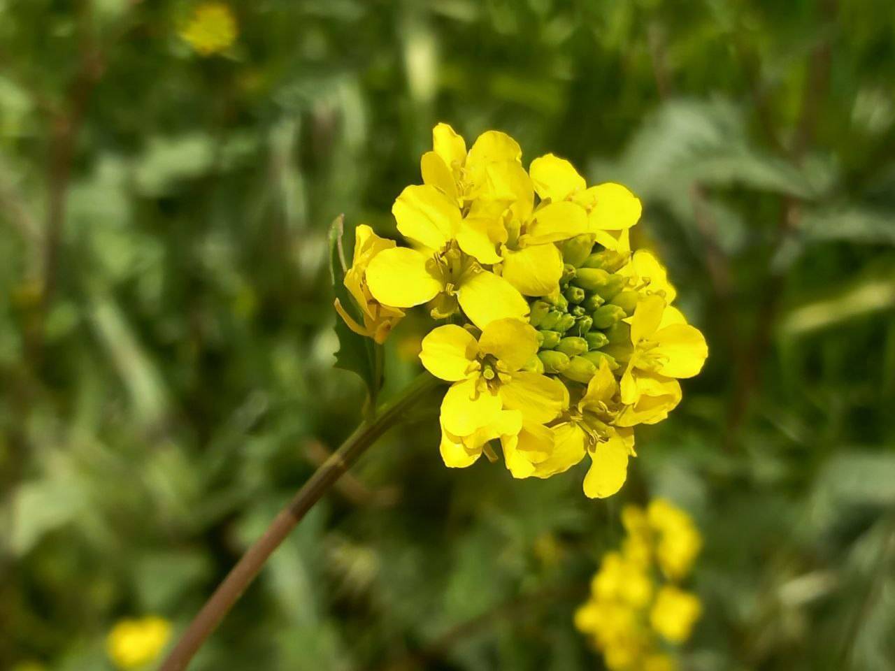 شکوفه گیاه خاکشیر