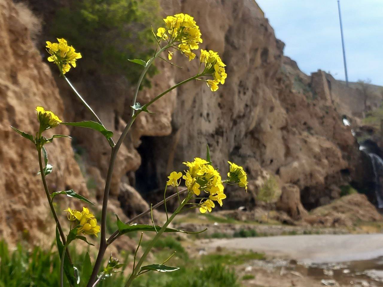 شکوفه گل ها