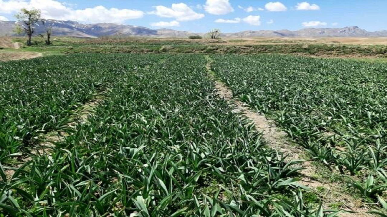 اختصاص ۴۰ هکتار از مزارع استان قزوین به کشت موسیر