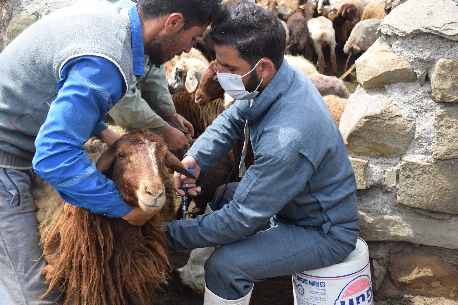 آغاز اجرای طرح سراسری واکسیناسیون طاعون نشخوار کنندگان کوچک در اردبیل/ پیش بینی واکسیناسیون ۱.۵ میلیون راس دام سبک