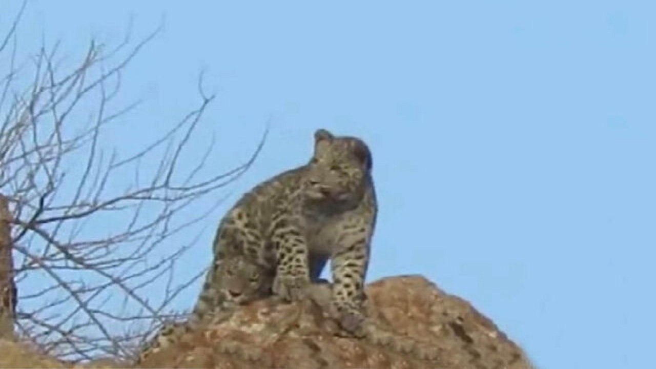 باورد در آستانه یک‌سالگی است