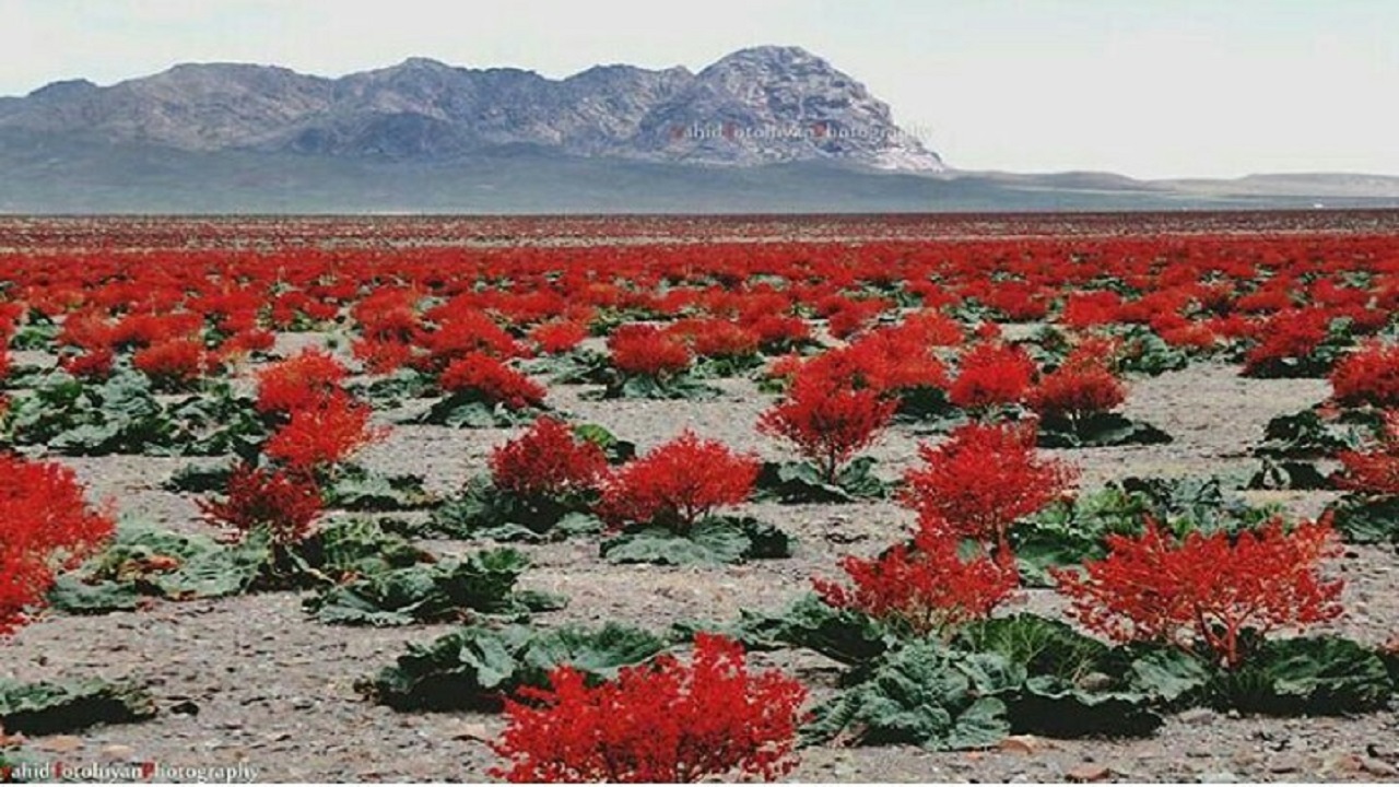 نگاهی به دشت رنگین ریواس در روستای بوج کرمان + فیلم و تصاویر