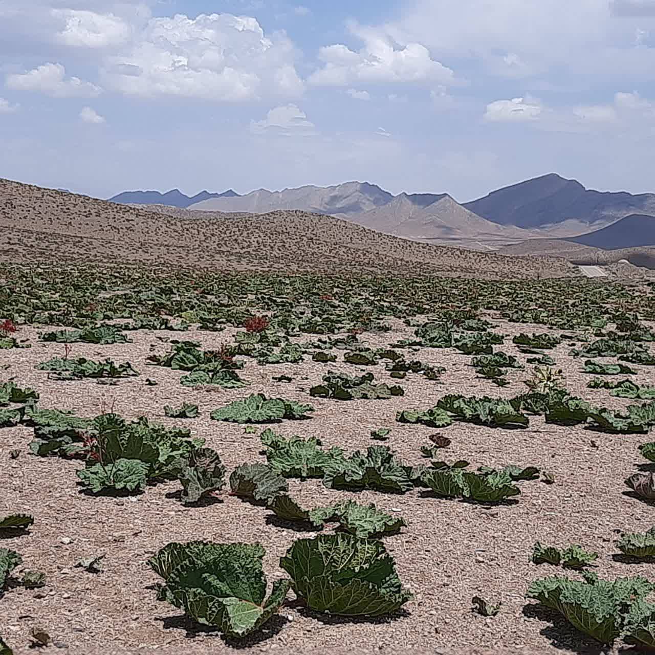 میوه ریواس
