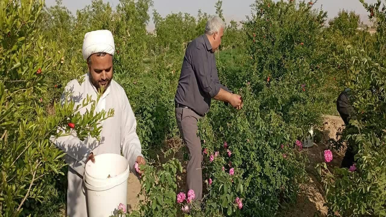 کشاورز خوسفی گل‌های محمدی گلستان خود را به محرومان اهداء کرد
