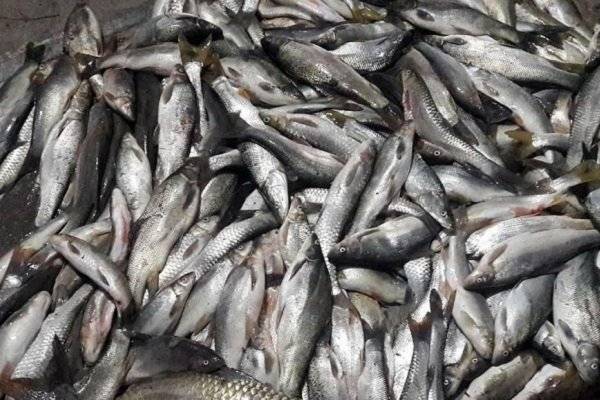 صیادان غیرمجاز در ماهنشان زنجان دستگیر شدند