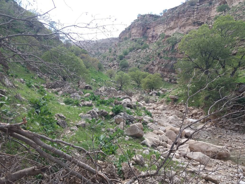 عروس زاگرس در ایلام