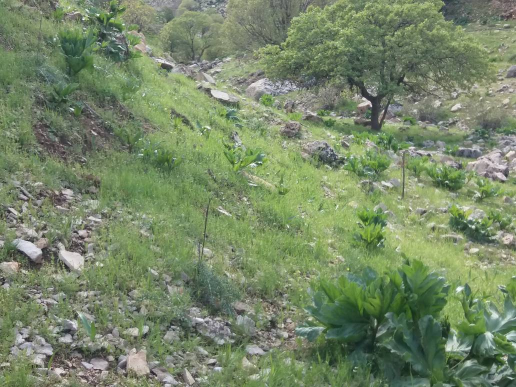 طبیعت سرسبز دینارکوه