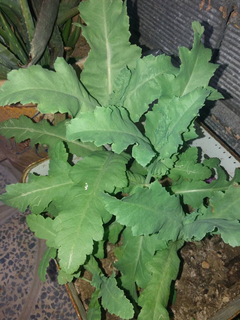 طبیعت دینارکوه