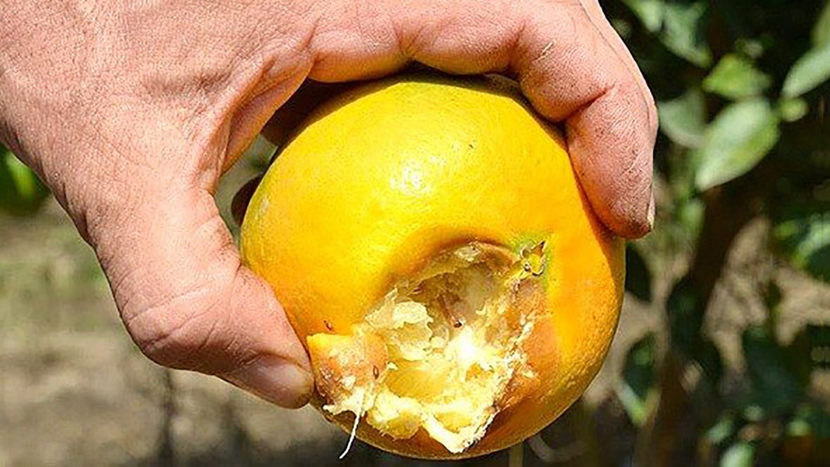 کمک انرژی هسته‌ای به کاهش مصرف آب برای تولید محصولات کشاورزی + فیلم