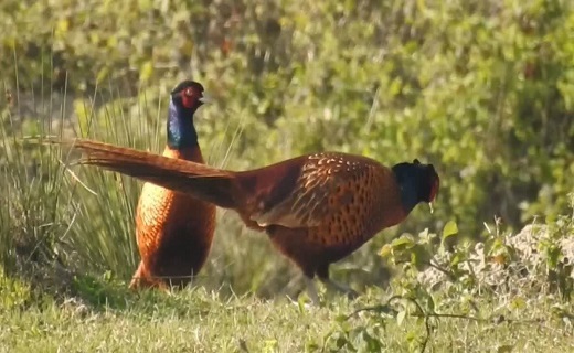 آغاز سرشماری بهاره قرقاول در گیلان