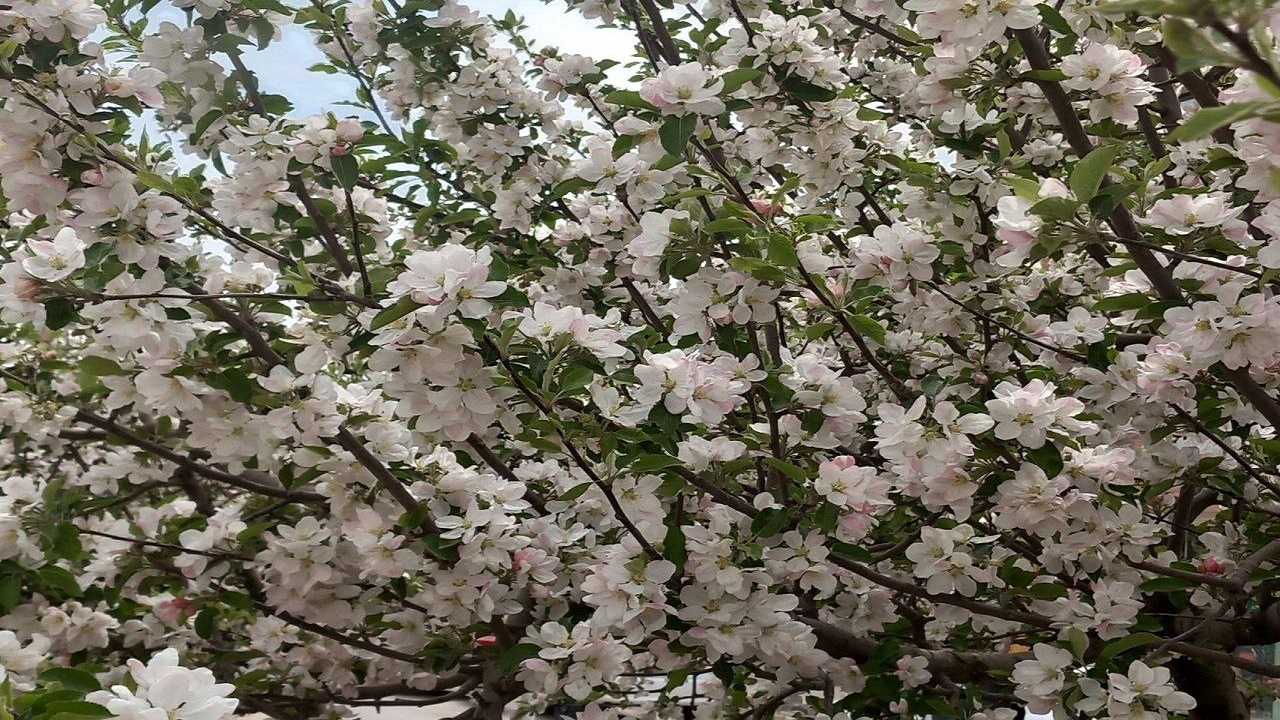 جلوه گری شکوفه درختان سیب در سمیرم به وقت بهار + تصاویر