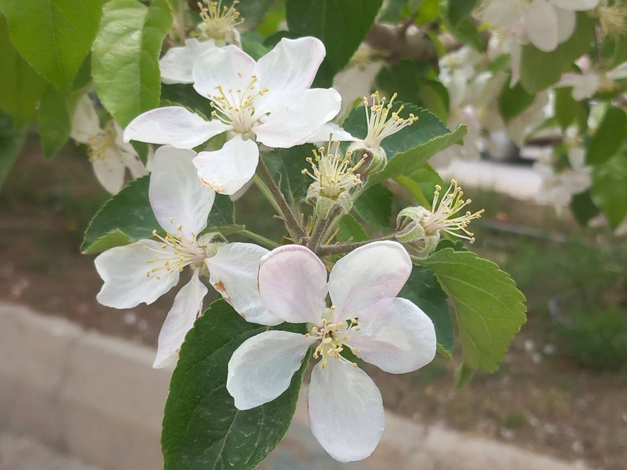 شکوفه گل