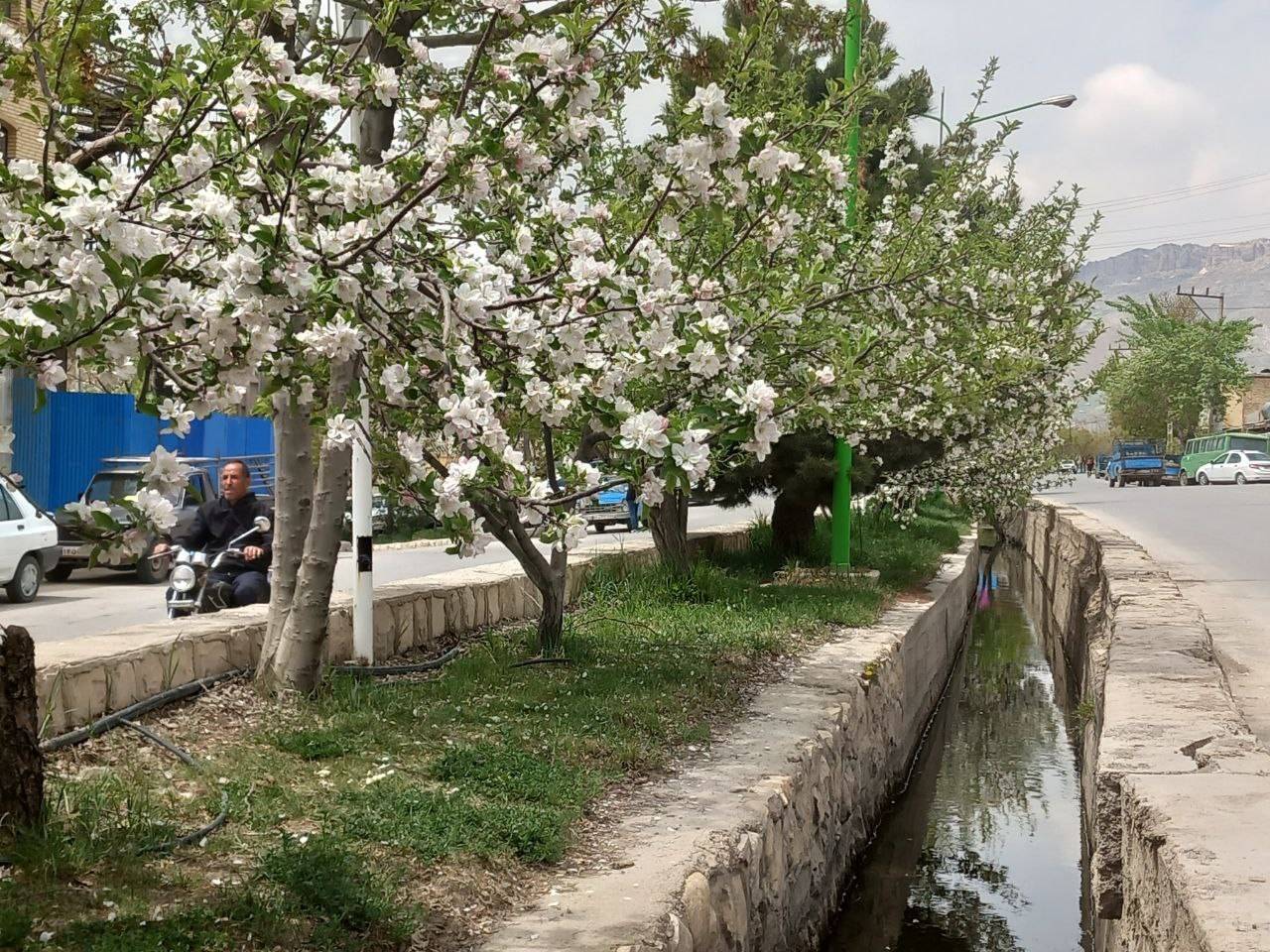 شکوفه درختان