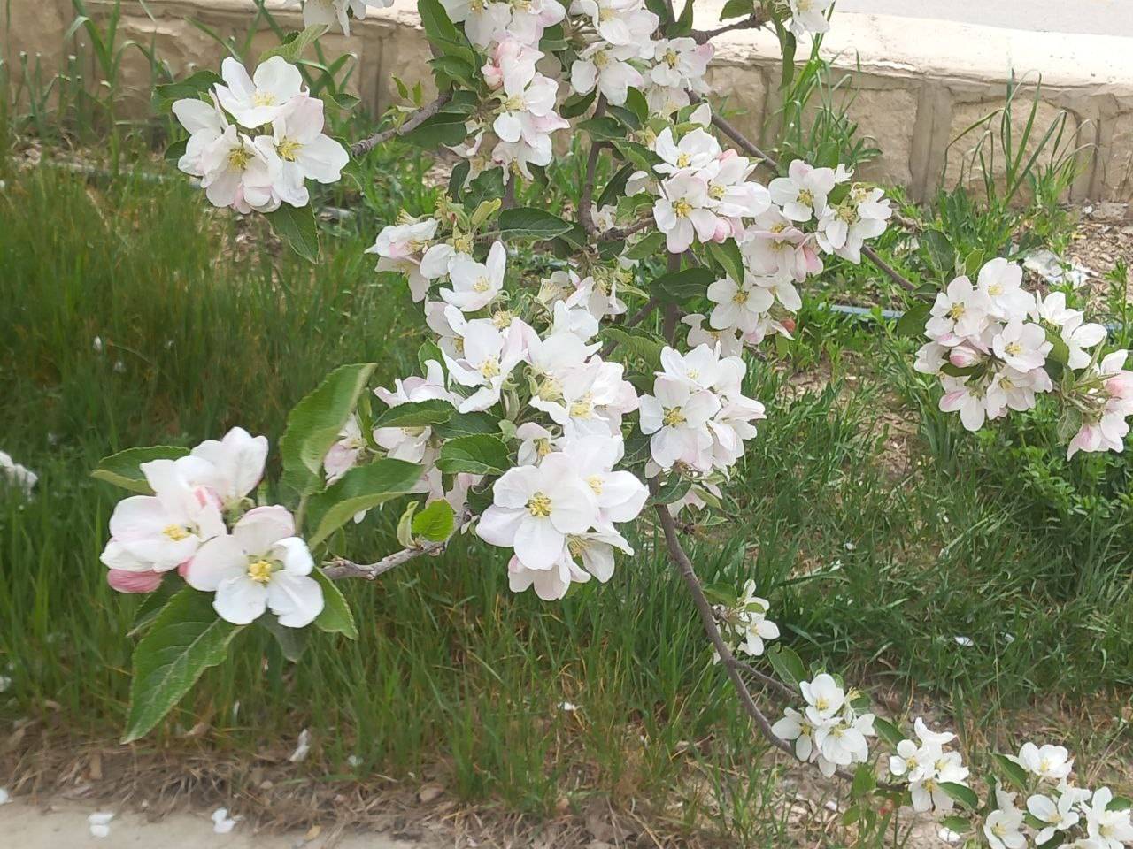 شکوفه درختان در فصل بهار