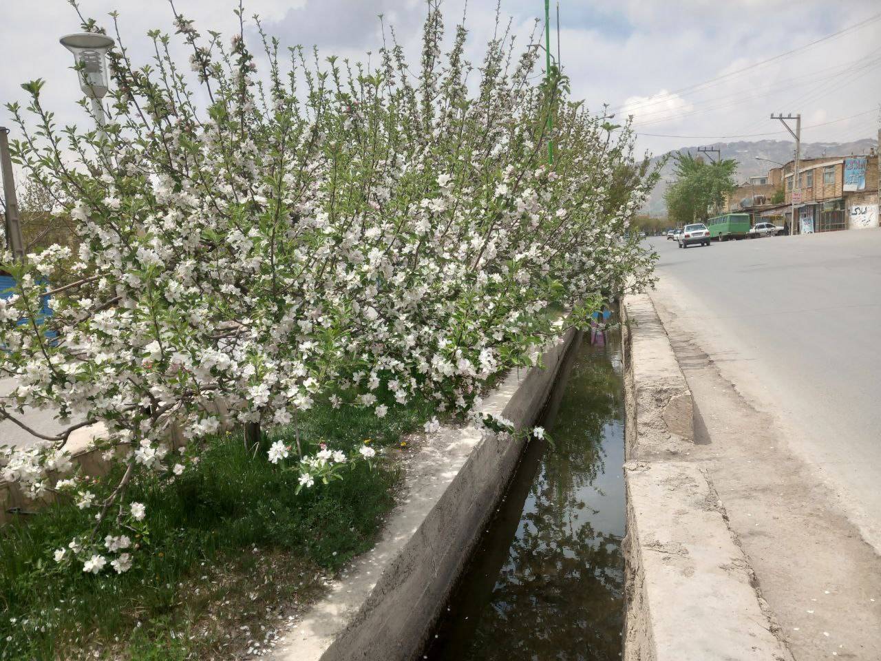 شکوفه درختان میوه