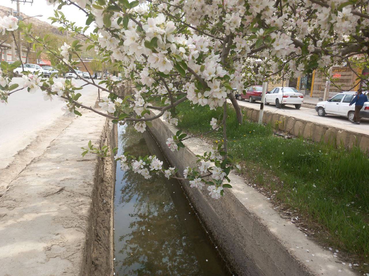 شکوفه درخت سیب