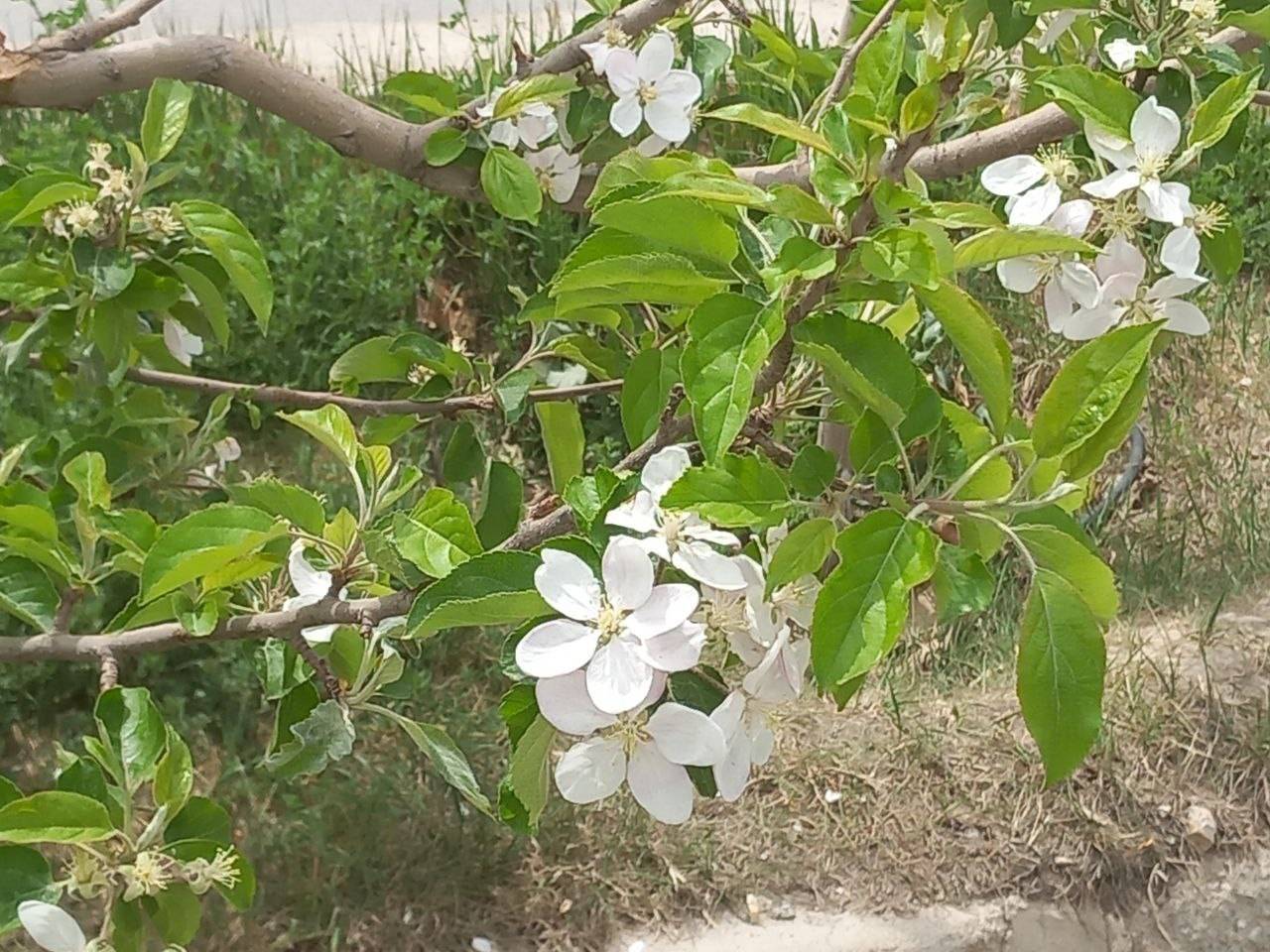 شکوفه درختان