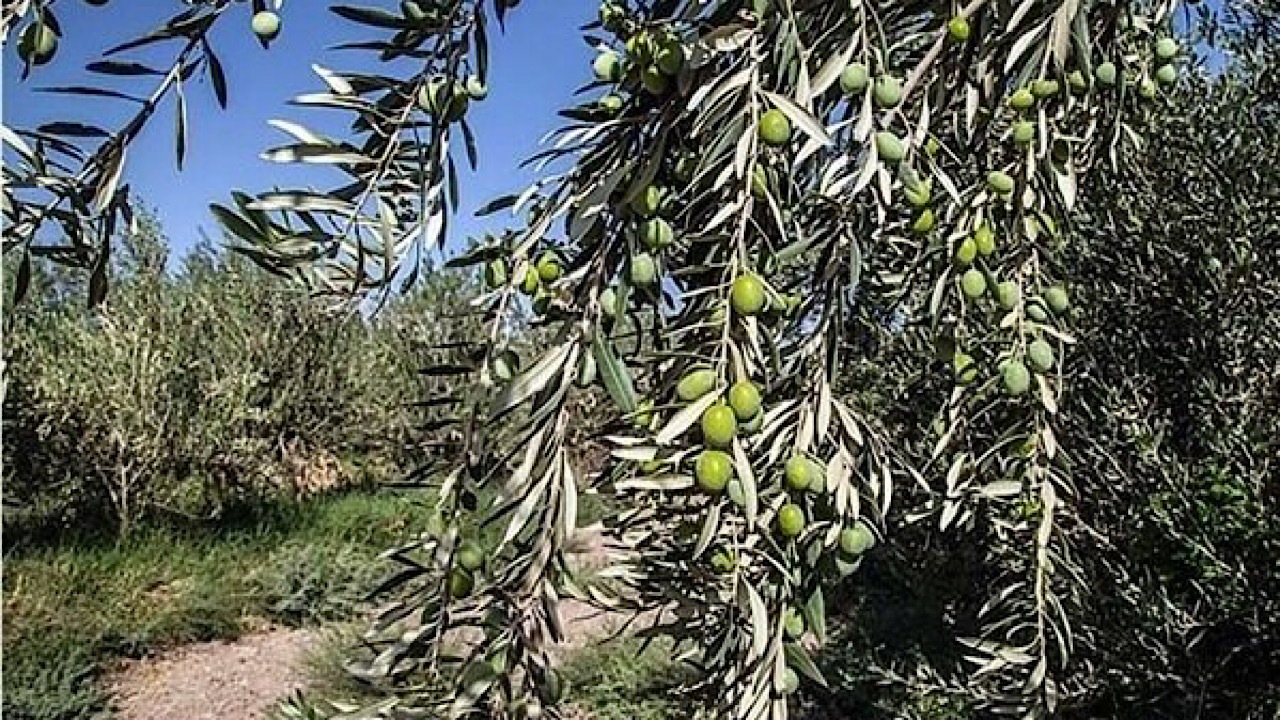 ۲ میلیارد تومان یارانه بلاعوض به باغداران شاهرود پرداخت شد