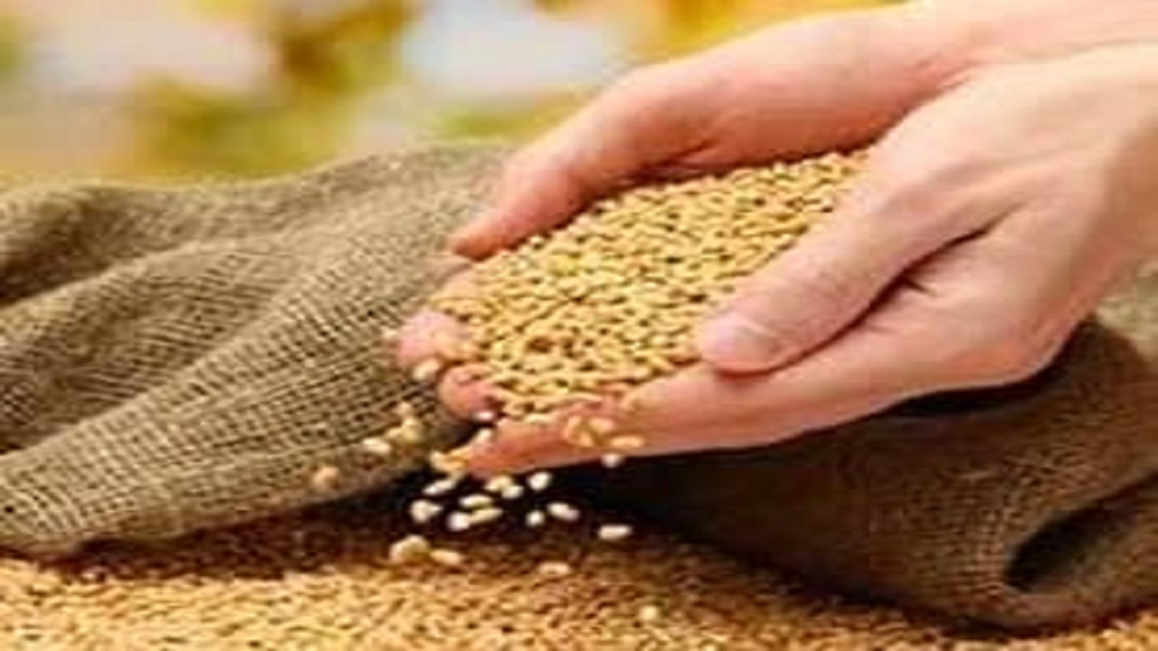 توزیع بیش از ۲ هزار تن انواع بذر اصلاح شده در استان قزوین