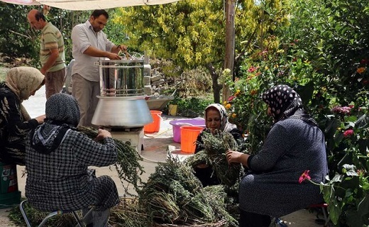 عرقیات گیاهی ره&zwnj;آورد طبیعت آذربایجان&zwnj;غربی