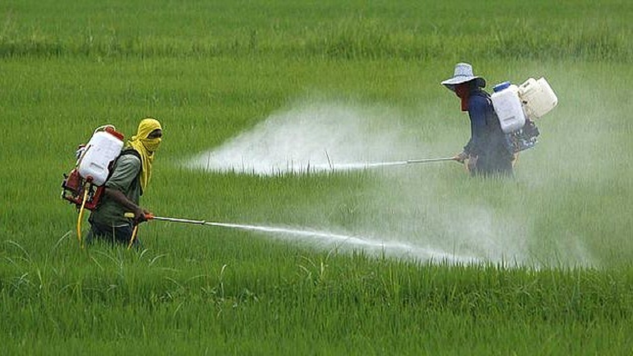 مبارزه با علف‌های هرز در ۵ هزار هکتار از مزارع غلات در فامنین