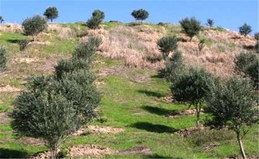 شپش&zwnj;گیاهی به جان زیتون&zwnj;های سمنان افتاد
