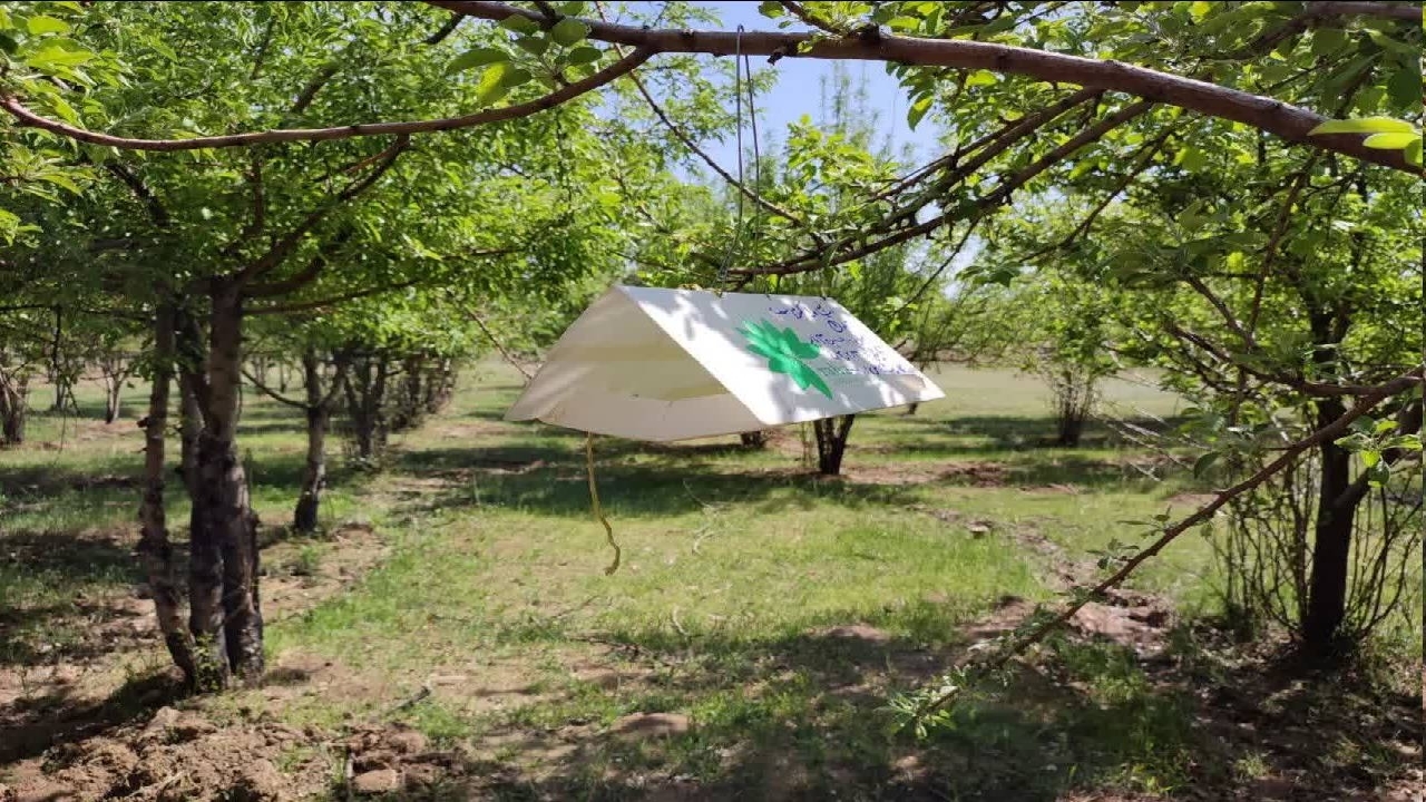 نصب ۳۱ تله فرمونی در باغات شهرستان سامان