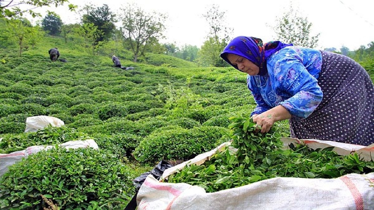 خرید تضمینی بیش از ۱۴ هزار تن برگ سبز چای