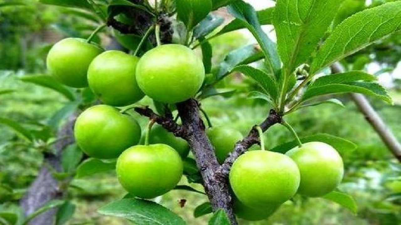 برداشت بیش از ۱۶ هزار تن آلوچه درگیلان