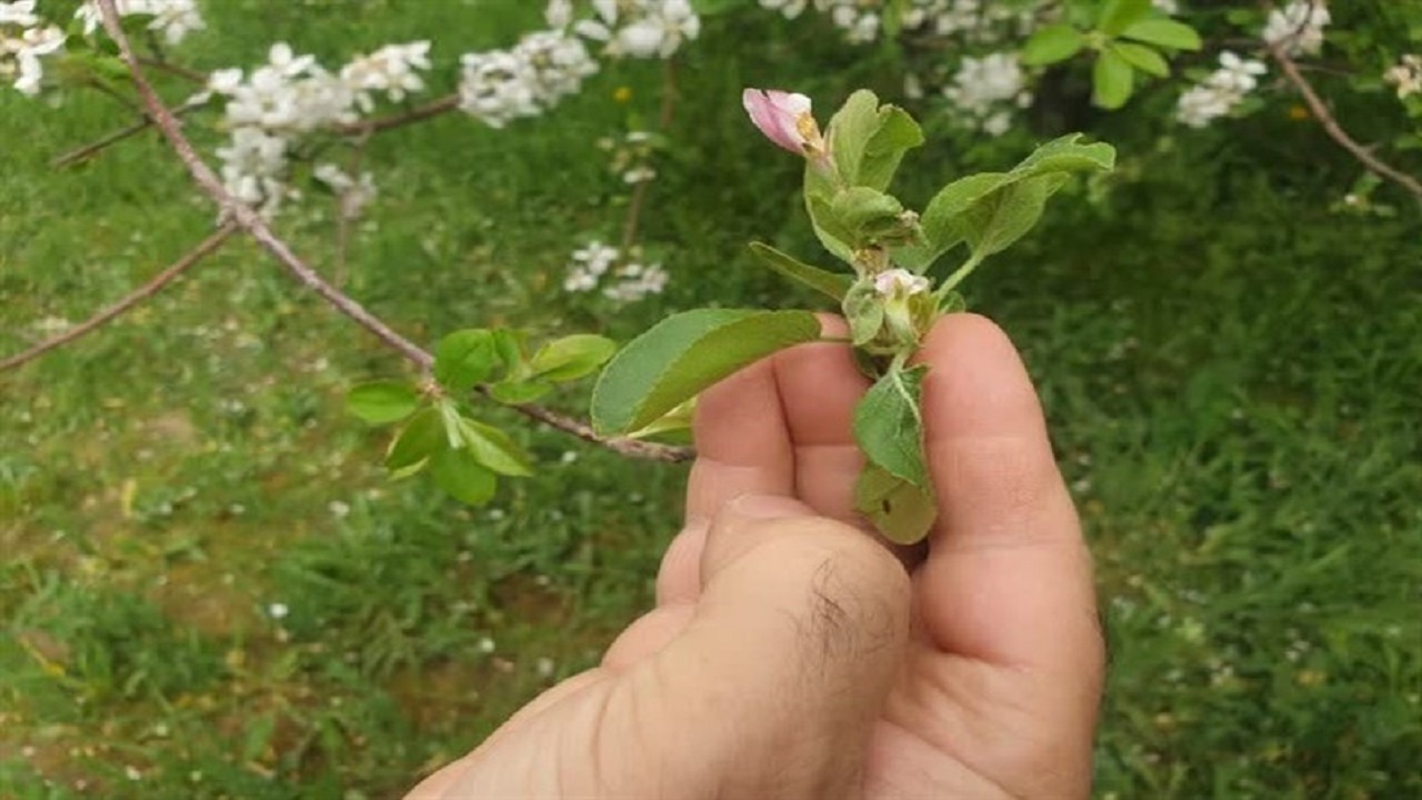 خسارت ۲۱۹ میلیاردتومانی سرمازدگی به باغداران نیشابوری
