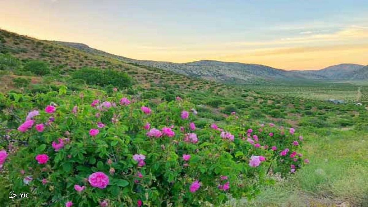۳۶۱ هکتار از اراضی آذربایجان غربی زیر کشت گل محمدی