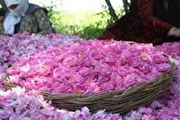 صادرات اسانس گل محمدی ۴۰ درصد افزایش یافت