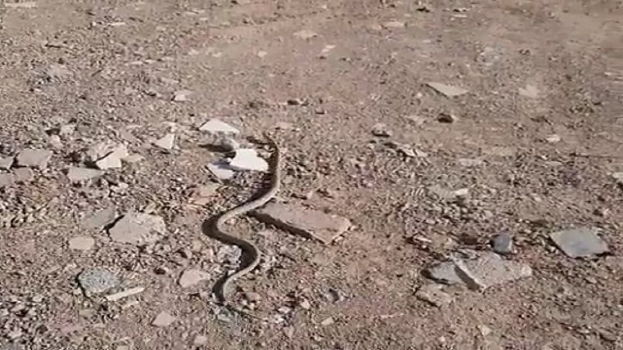 بازگرداندن مار به چرخه طبیعت توسط کشاورز آران و بیدگلی + فیلم