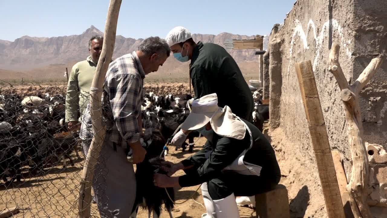 برگزاری اردوی جهادی دامپزشکی در بافق