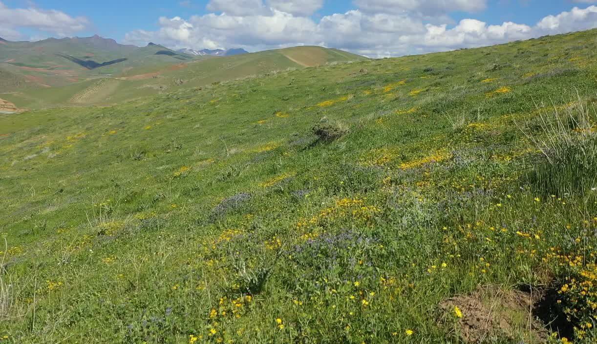 نابودی مراتع کردستان با طعم همه&zwnj;گیاه