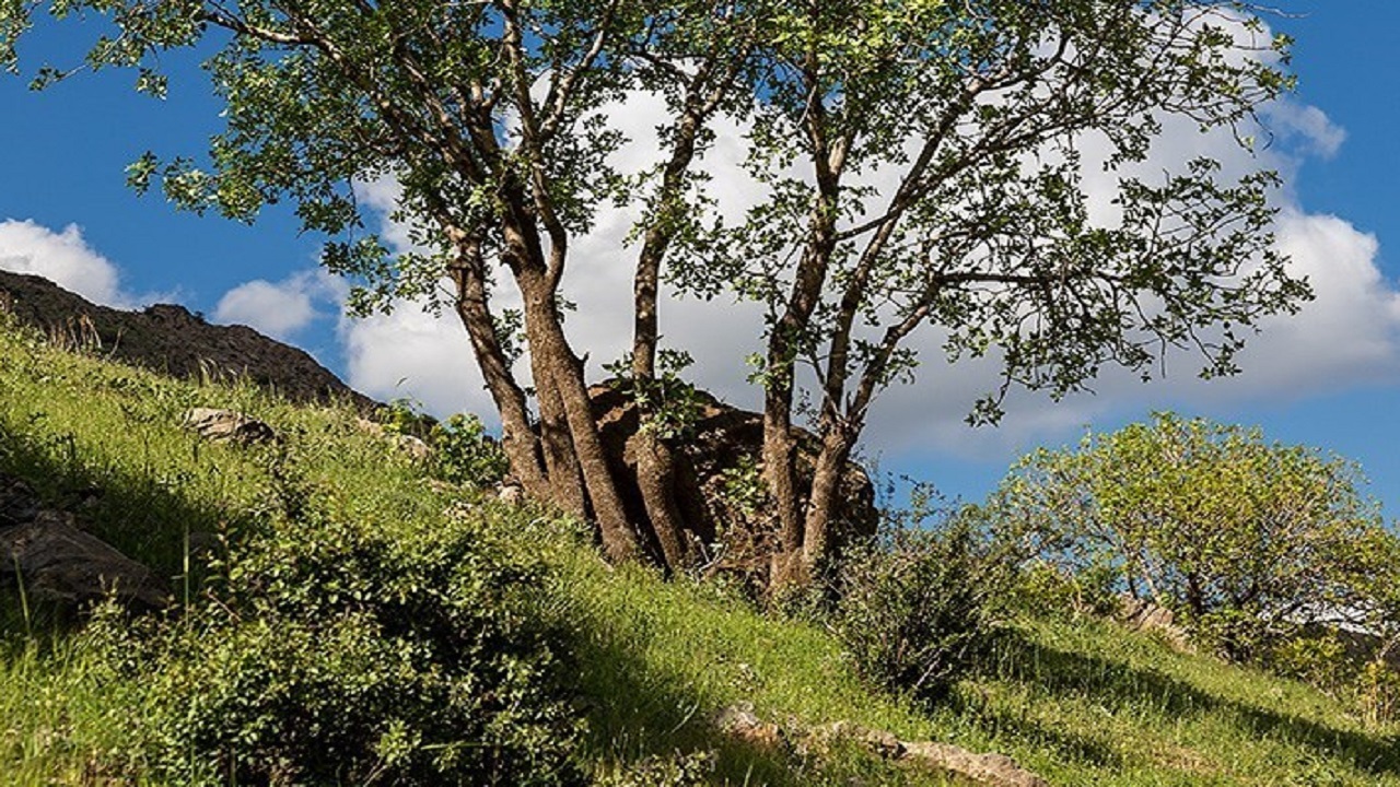 طبیعت بهاری دره خان ارومیه+تصاویر