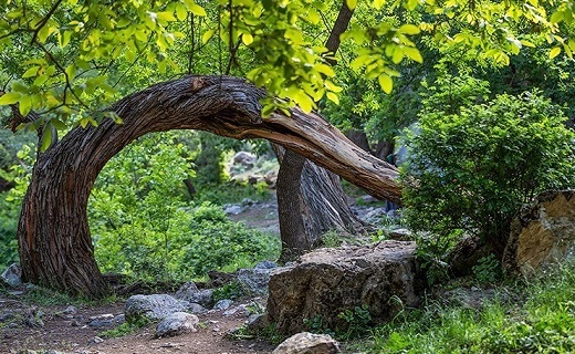 طبیعت بهاری دره خان ارومیه+تصاویر