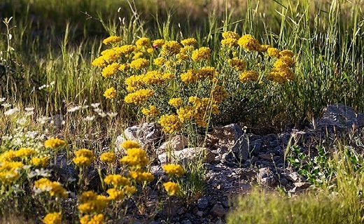 طبیعت بهاری دره خان ارومیه+تصاویر