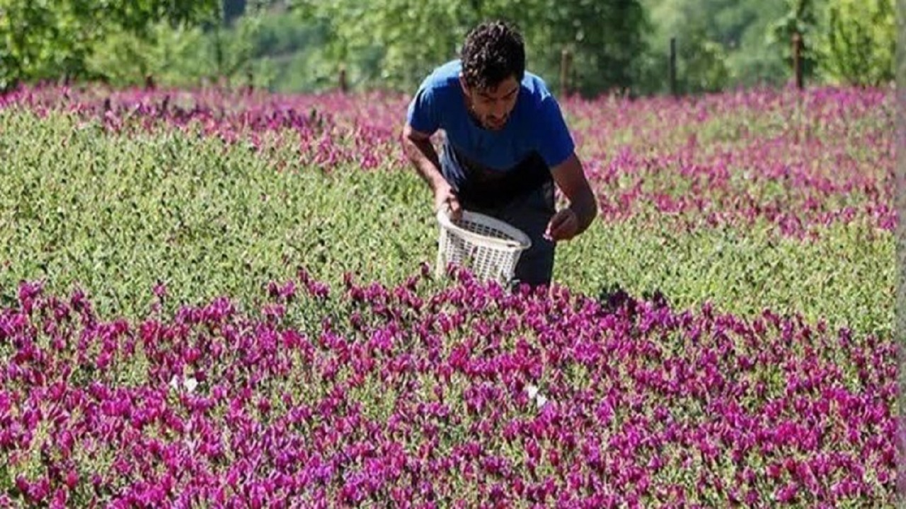 آغاز برداشت گل گاوزبان از مزارع شهرستان قزوین