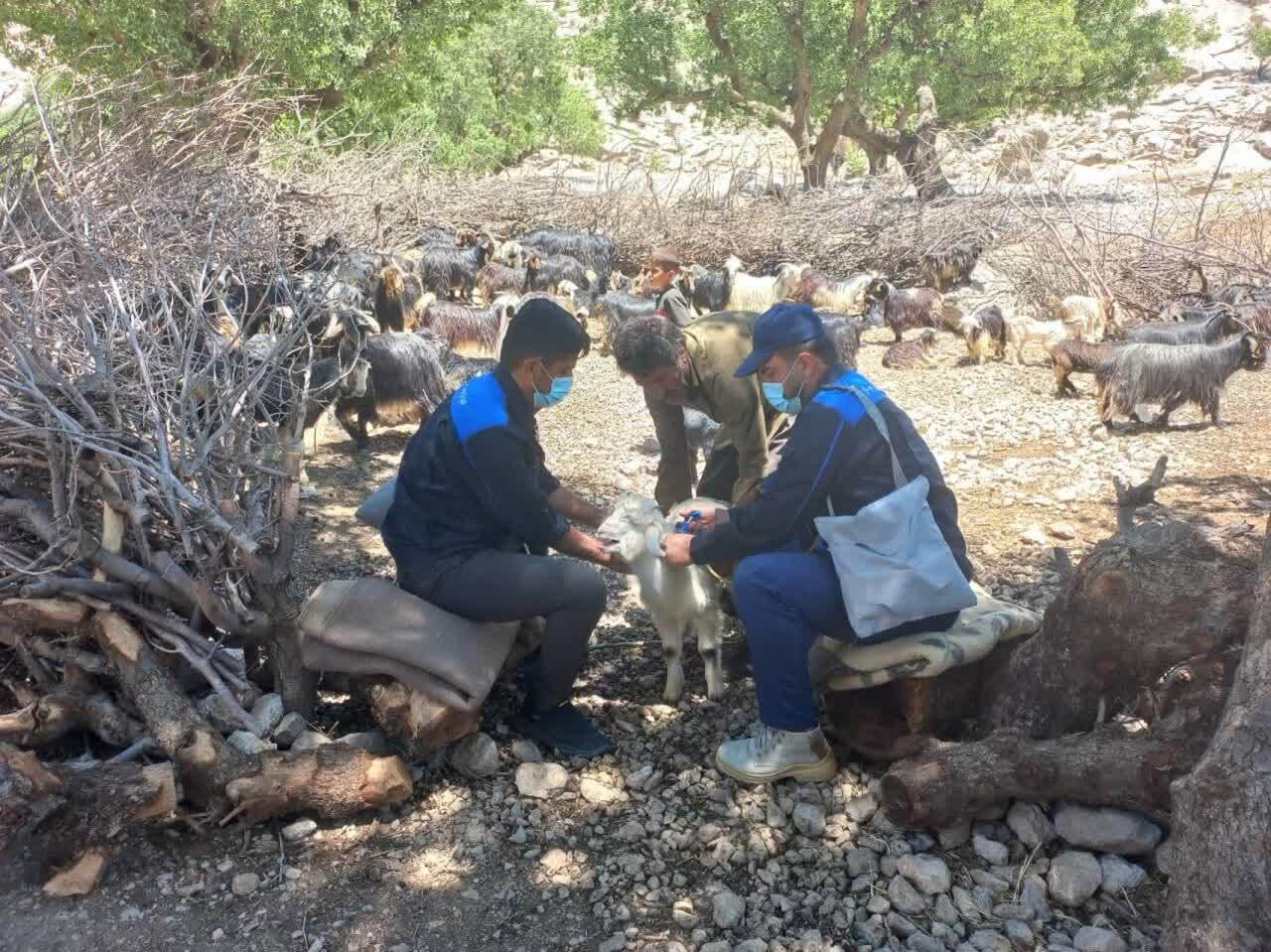 برگزاری اردوی جهادی بهداشتی و درمانی دامپزشکی در بخش سوسن
