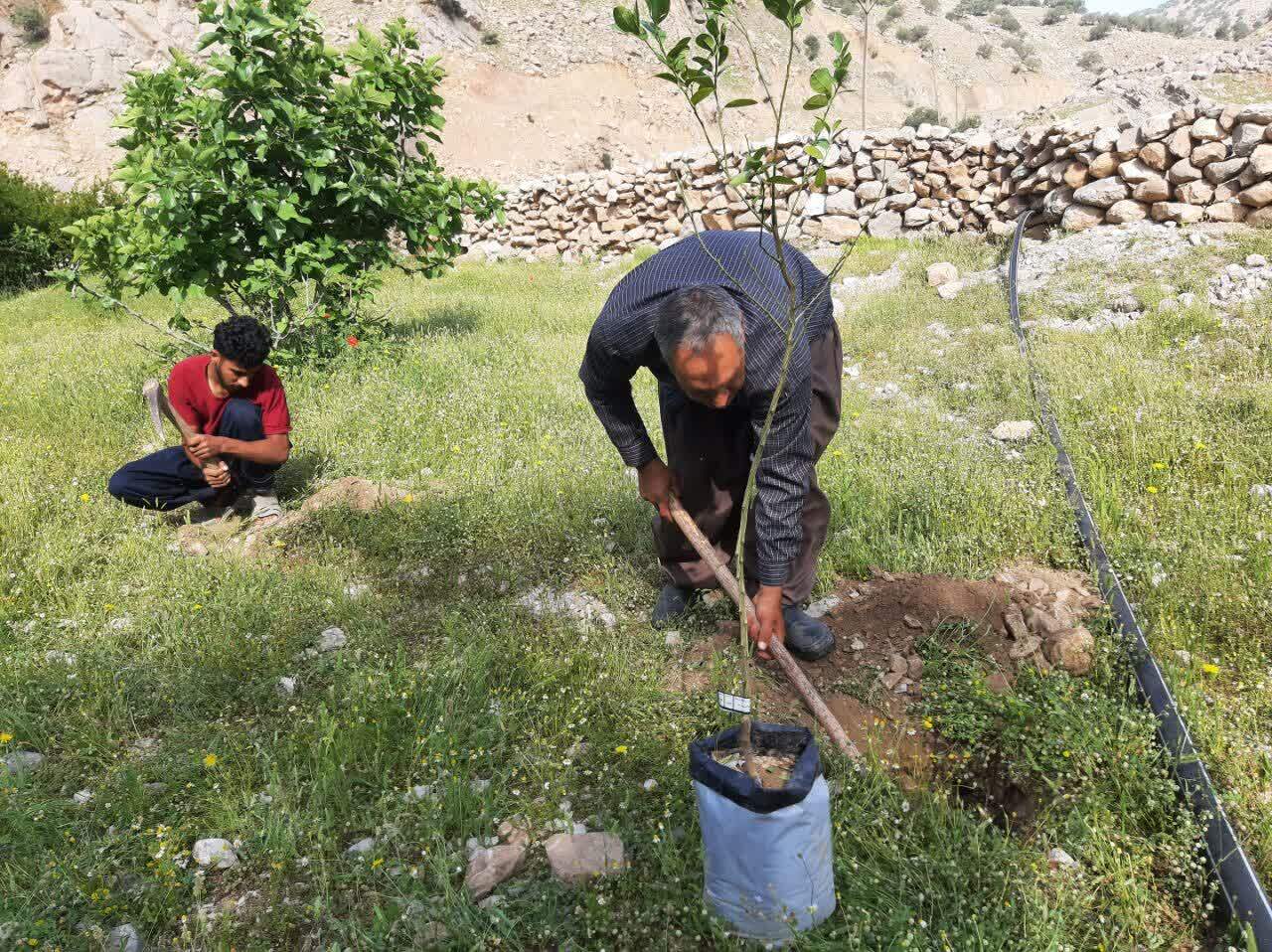 کاشت ۴۸۰۰ نهال درخت مثمر در بخش الوار گرمسیری اندیمشک