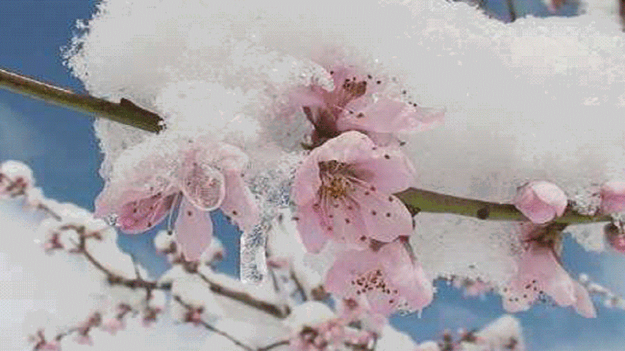 خسارت ۸۰ درصدی خشکسالی به محصولات زراعی اهر