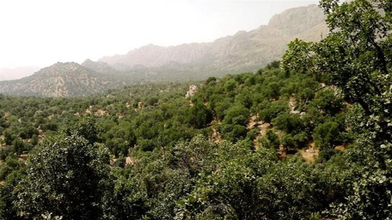 طغیان بیماری انگلی درختان ارس با راهکارهای مکانیکی مهار شود